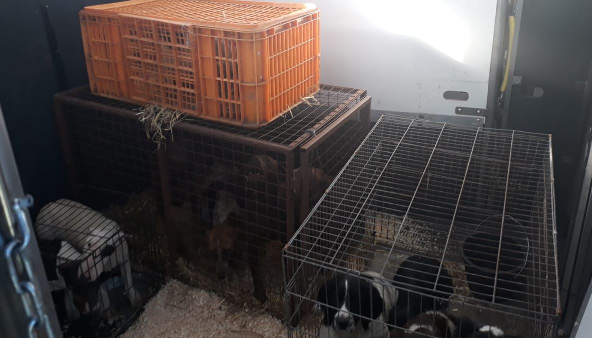 Read more about the article Dogs Seized In Rosslare Europort