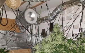 Read more about the article Cannabis Plants worth €68k seized in Murrintown