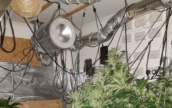 Read more about the article Cannabis Plants worth €68k seized in Murrintown