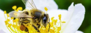 Read more about the article World Bee Day- We All Need Bees to Survive