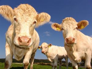 Read more about the article Beef farmers to Benefit from Support Package