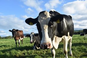 Read more about the article Glanbia Pays 47.08 Cents per litre for Milk