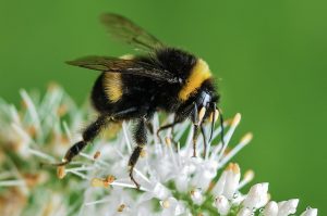 Read more about the article Ireland Picking Pesticides over Bees