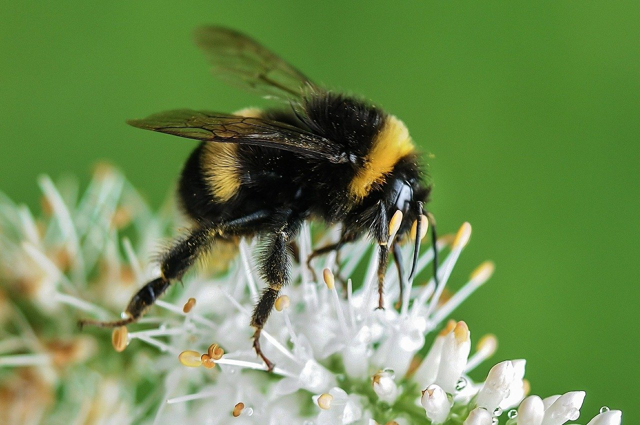Read more about the article Ireland Picking Pesticides over Bees