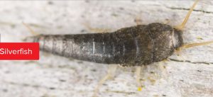 Read more about the article Silverfish will Infest Wexford Homes this Winter