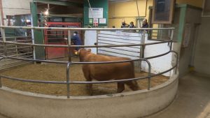 Read more about the article Buyers Not Allowed at Enniscorthy Mart