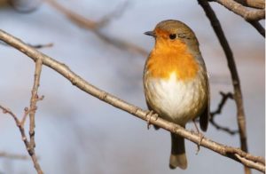 Read more about the article People Invited to Take Part in “Garden Bird Survey”