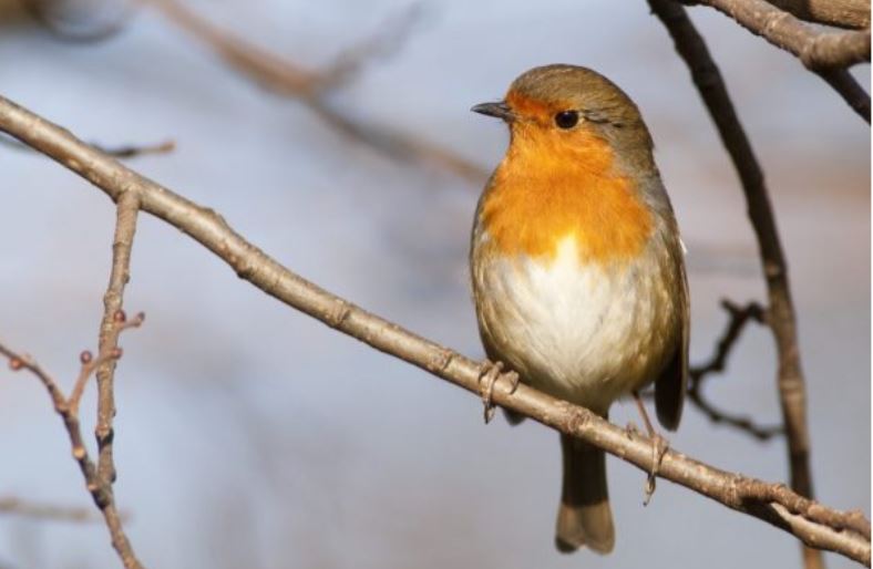 Read more about the article People Invited to Take Part in “Garden Bird Survey”