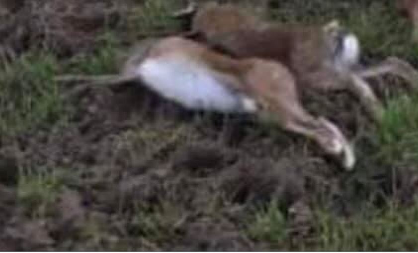 Read more about the article Hare Slaughter Continues as Minister Responds