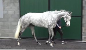 Read more about the article Monbeg Stables in the Money at Tattersalls