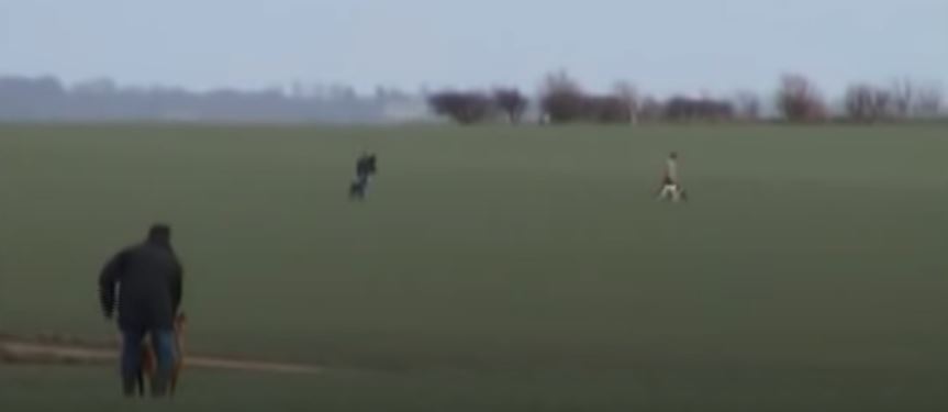 Read more about the article N.P.W.S. Complicit in Slaughter of Hares