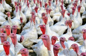 Read more about the article Avian Bird Flu Detected in Wicklow Turkey Farm