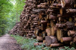 Read more about the article Delays in the Issuing of Felling Licences