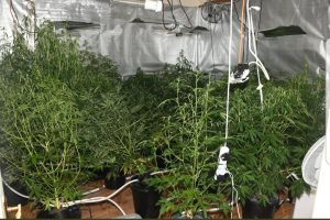 Read more about the article Drug Seizure and Arrests in Kilmuckridge