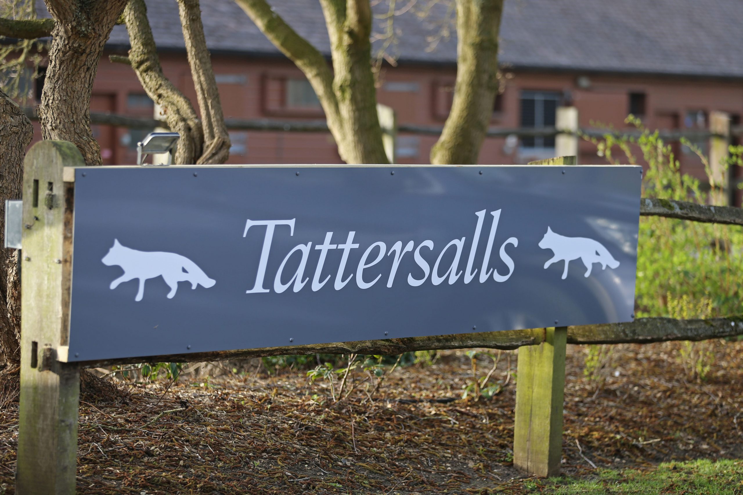 Read more about the article Murphy’s Au Fleuron Tops Newmarket Sale for £220,000