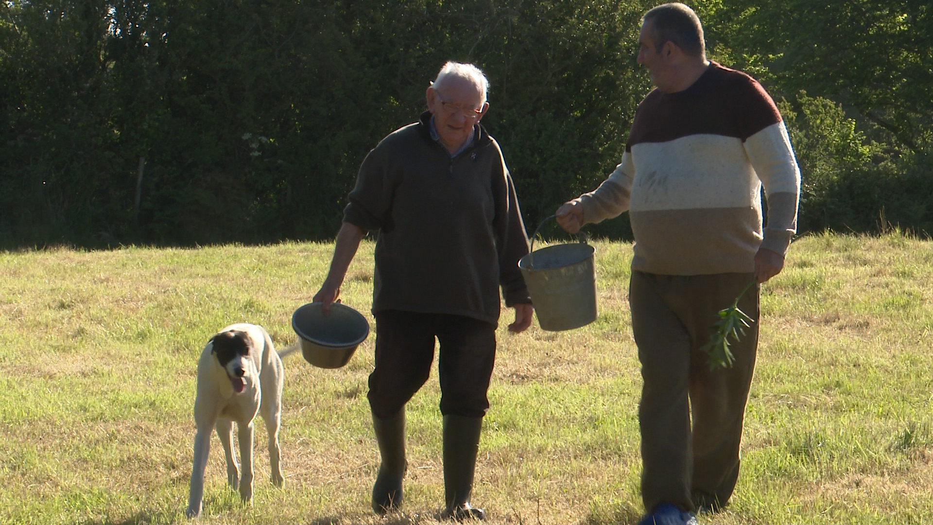 Read more about the article Wexford Bred Greyhound Bids for English Derby Glory