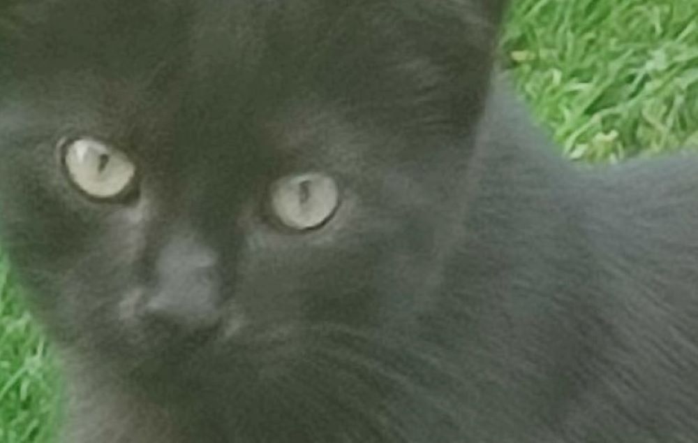 You are currently viewing Beast of Oulart Hill Reunited With Owner