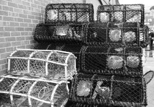 Read more about the article Wexford Shellfish Industry Left High and Dry