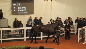 Read more about the article Cheltenham Sales Topper for Doyle